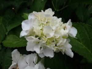 セイヨウアジサイ　白